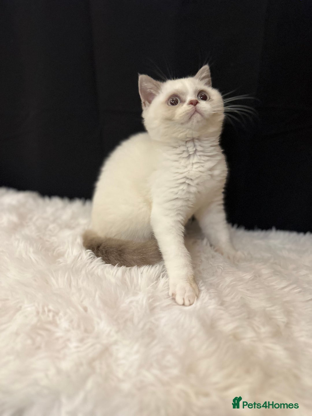 British Shorthair cats for sale: READY NOW - Full Pedigree Registered BSH kittens  - Advert 3