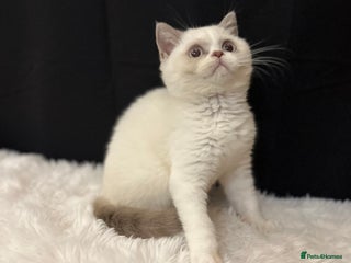 British Shorthair cats Full Pedigree Registered BSH kittens - Advert 15
