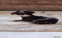 Miniature Dachshund dogs for stud: STUD  - Image 4