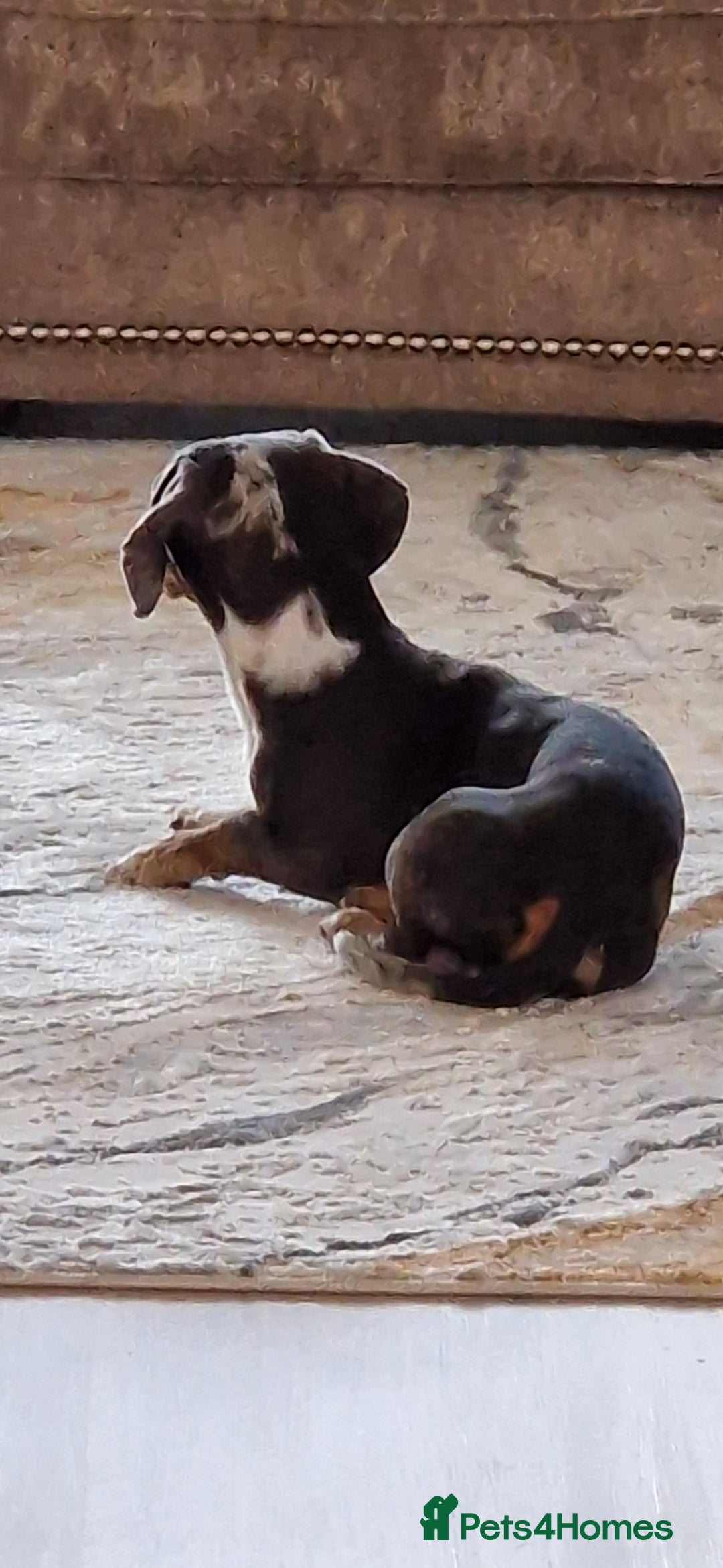 Miniature Dachshund dogs for stud: STUD  - Image 4