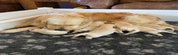 Golden Retriever dogs for sale: Amazing Golden Retriever Puppies - Advert 19