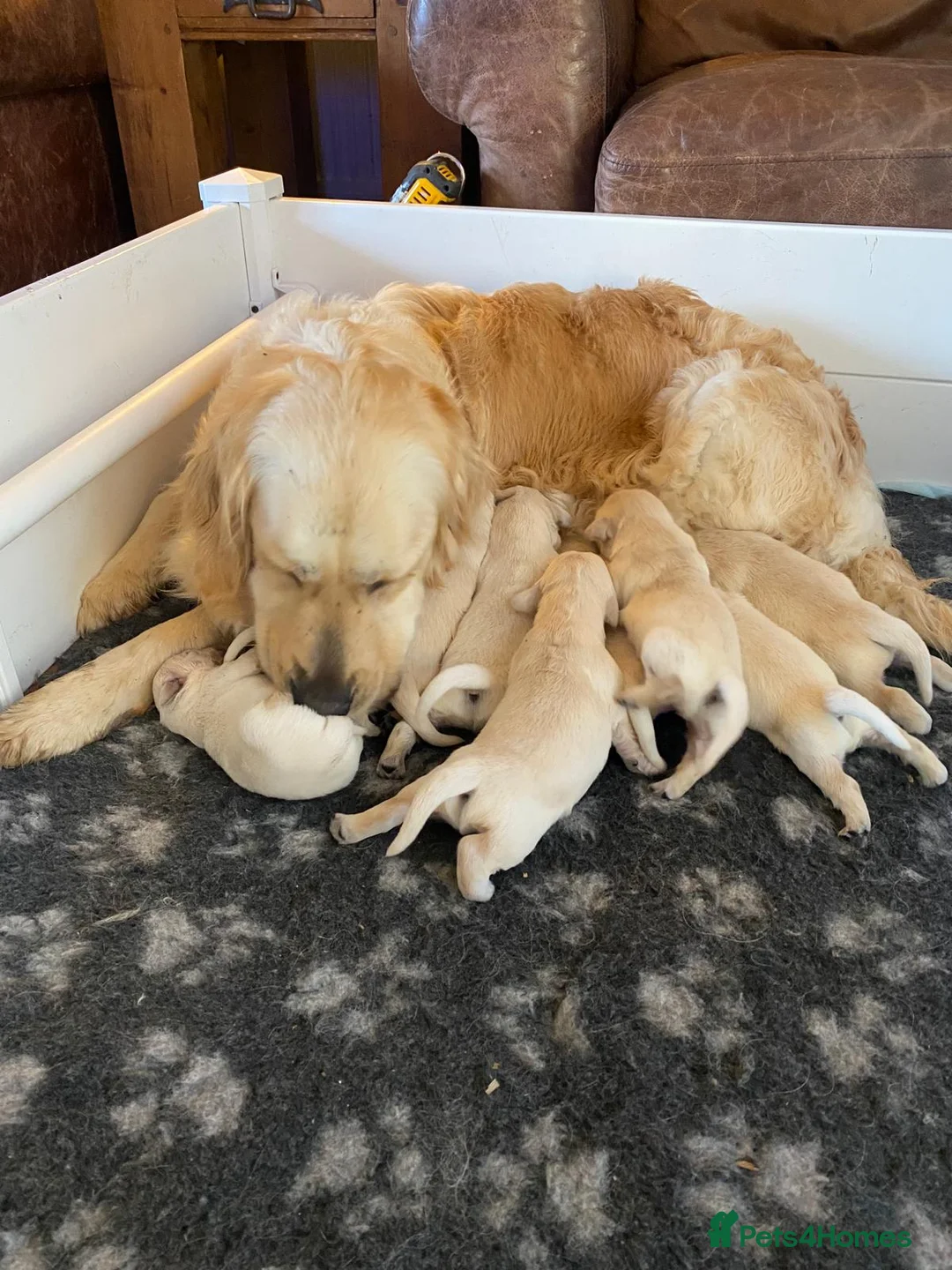 Golden Retriever dogs for sale: Amazing Golden Retriever Puppies - Advert 19