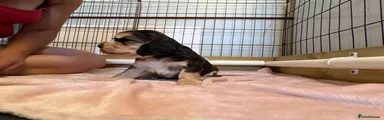 Cocker Spaniel 2