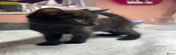 Mixed Breed cats for sale: Mixed kittens  - Advert 30