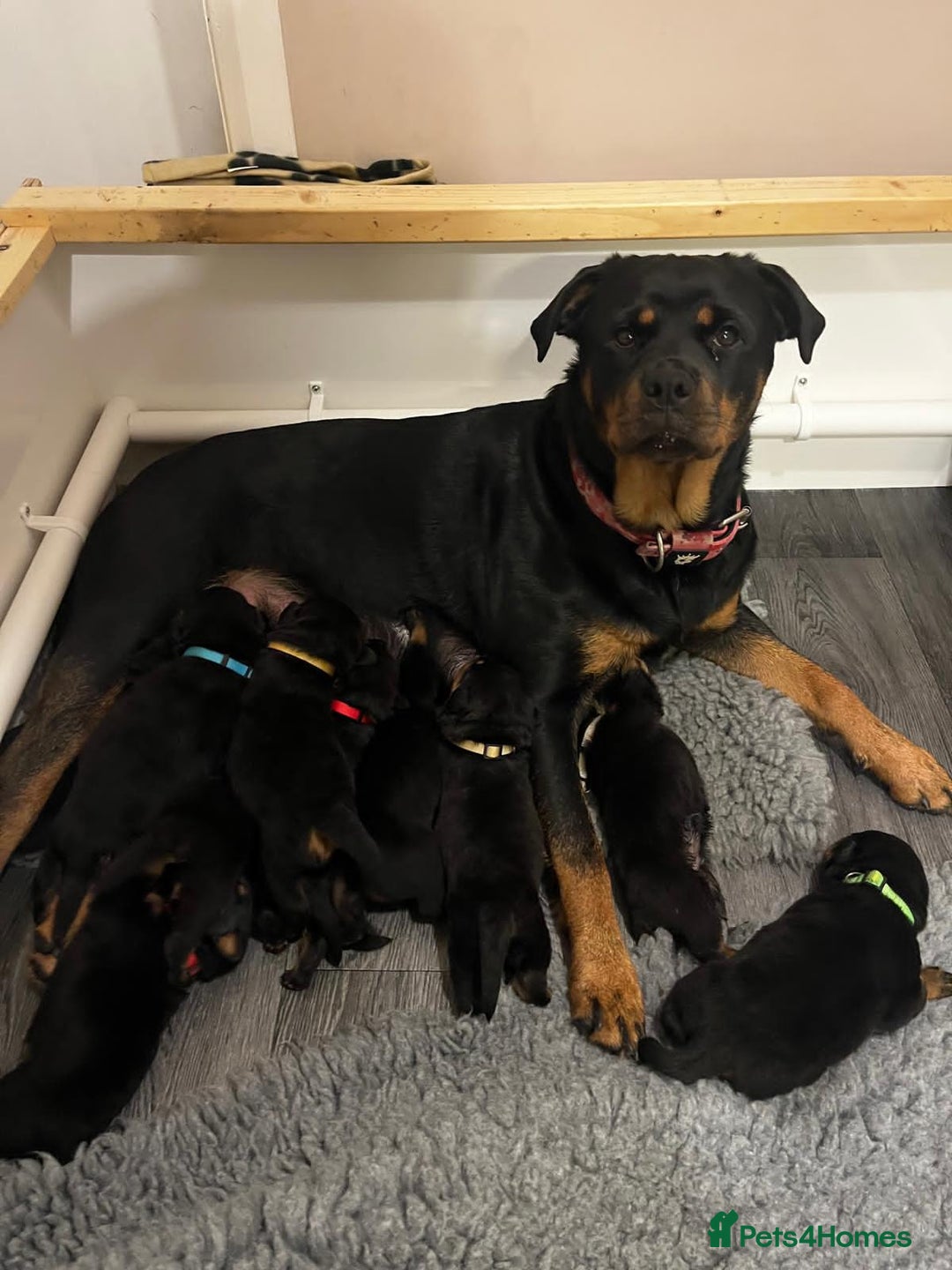 Rottweiler dogs for sale: Rottweiler pups looking for forever homes - Advert 1