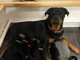 Rottweiler dogs Rottweiler pups looking for forever homes - Advert 1