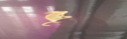 Chameleon reptiles for sale: Veiled chameleons  - Advert 21