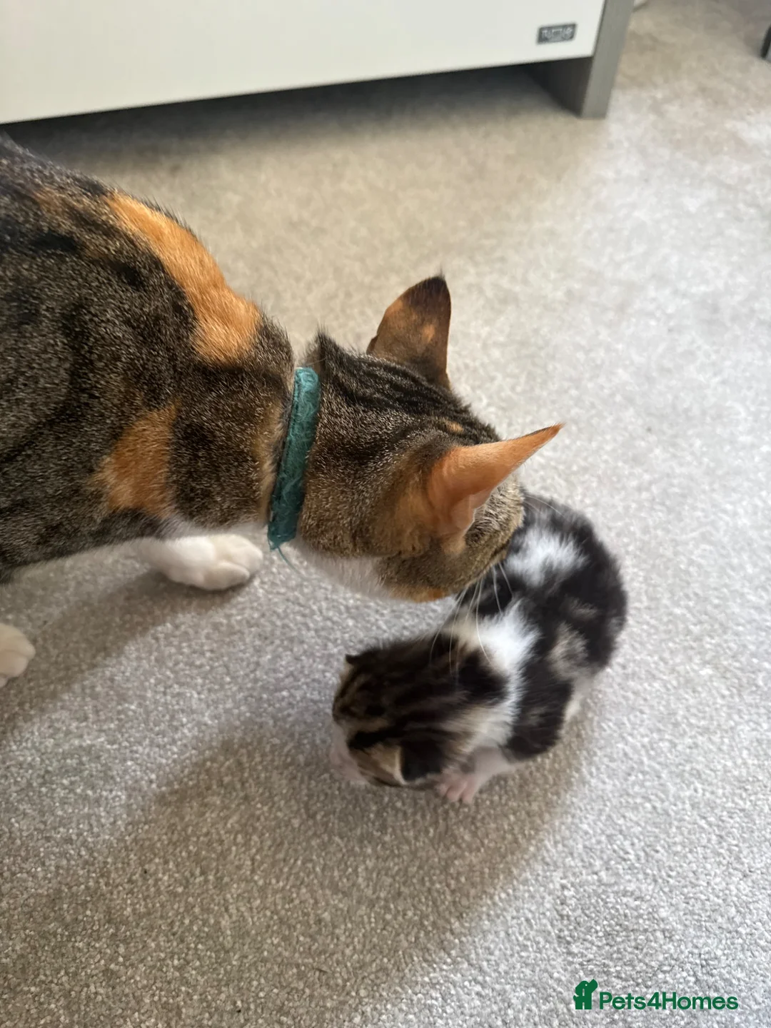 Domestic Shorthair cats for sale: 1 beautiful female kitten for sale - Advert 2
