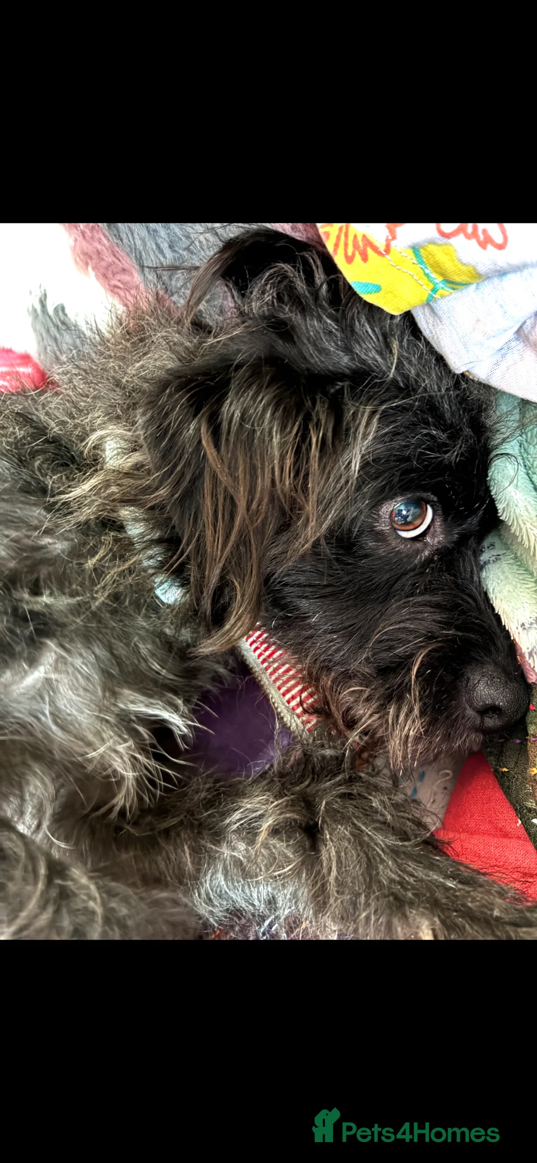 Jackapoo dogs for sale: Jackapoo  in Gillingham - Advert 4