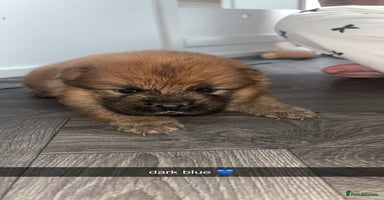 Chow Chow dogs - Advert 2