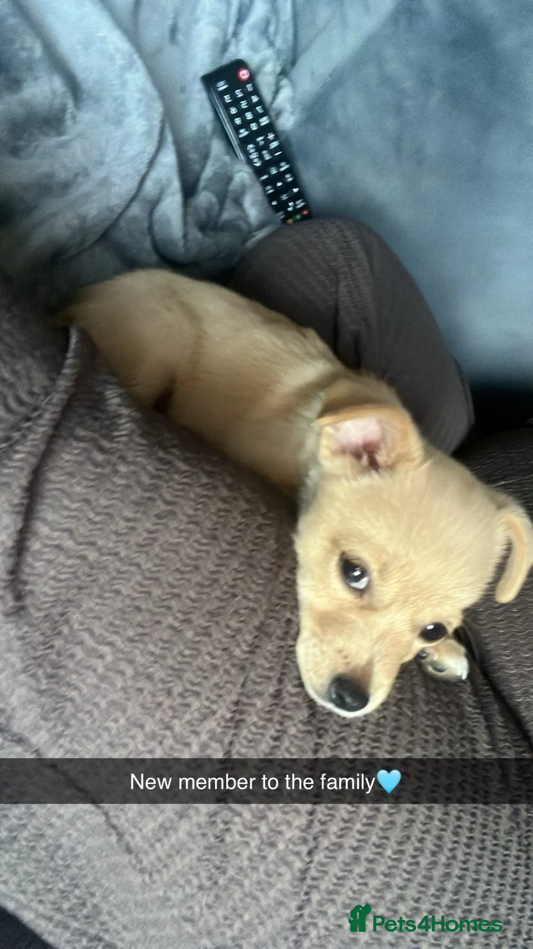 Jackapoo dogs for sale: Jackapoo in Wigston - Advert 1