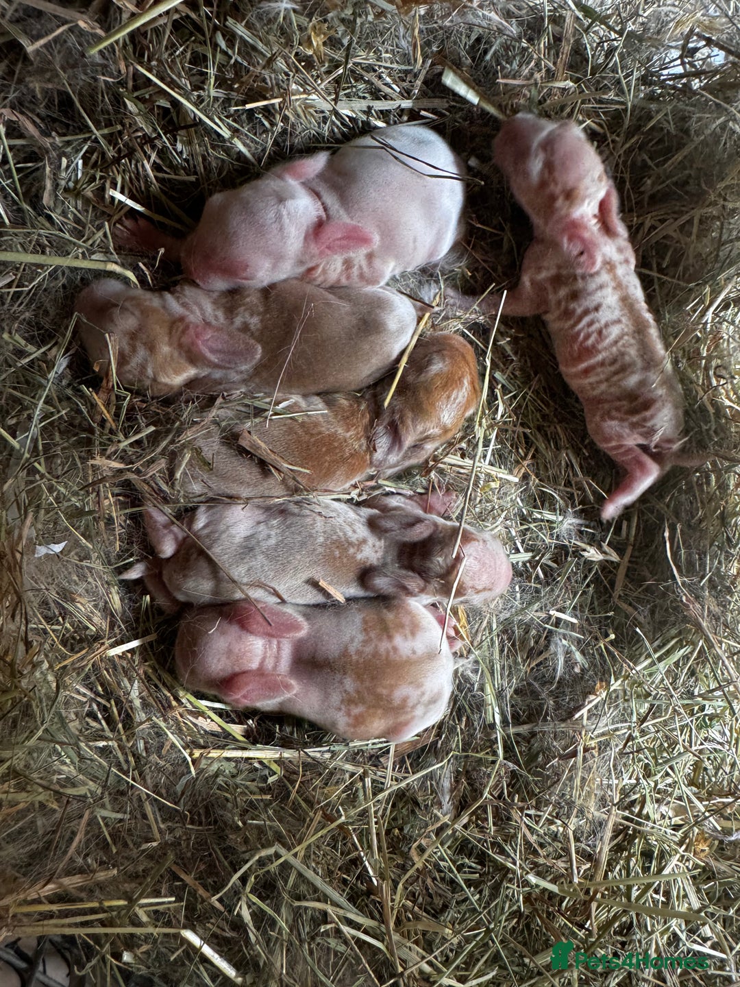 Rex rabbits for sale: 10X Mini lop x Rex babies Nova & Fendi 🧡🤍 - Image 3