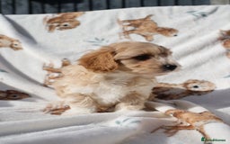 Maltipoo dogs for sale: Beautiful Maltipoo Babies - Image 37