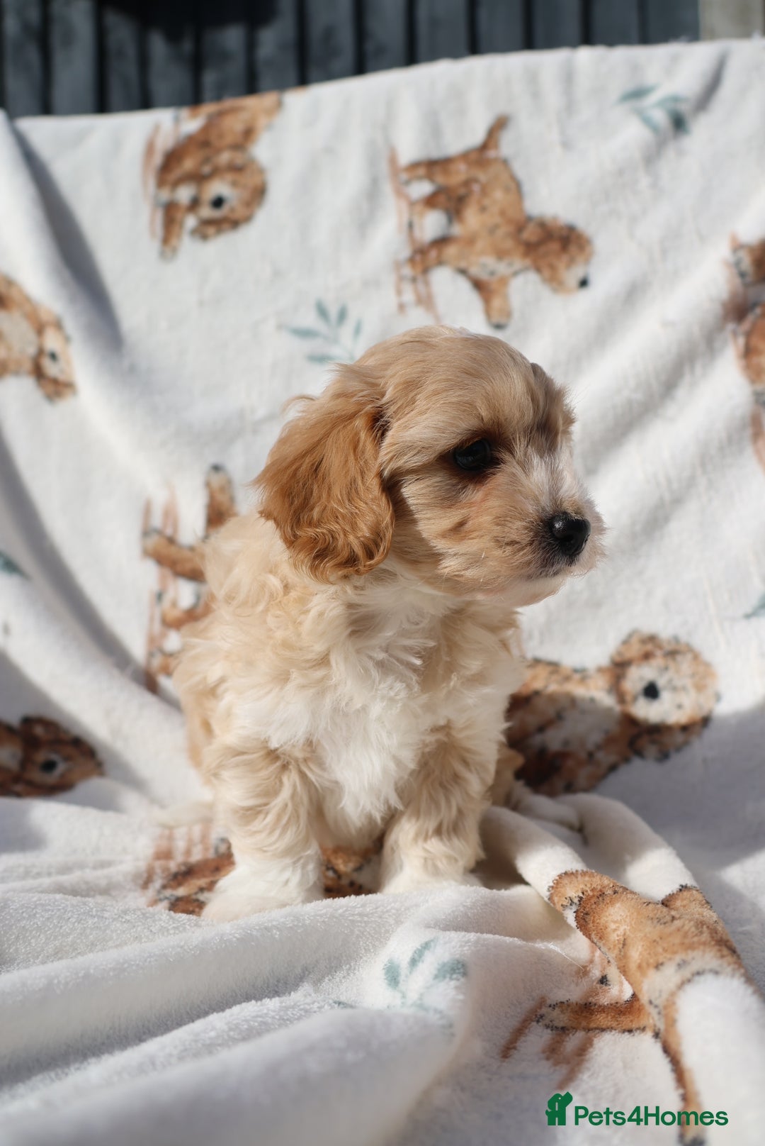Maltipoo dogs for sale: Beautiful Maltipoo Babies - Image 37