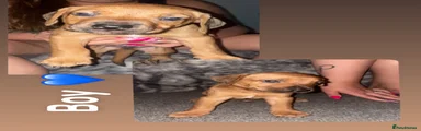 Mixed Breed 3