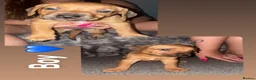 Mixed Breed dogs for sale: Puppies  in Nuneaton - Advert 4