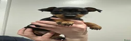 Miniature Pinscher dogs for sale:  Beautiful Purebred Miniature Pinscher Puppies  in Wakefield - Advert 5