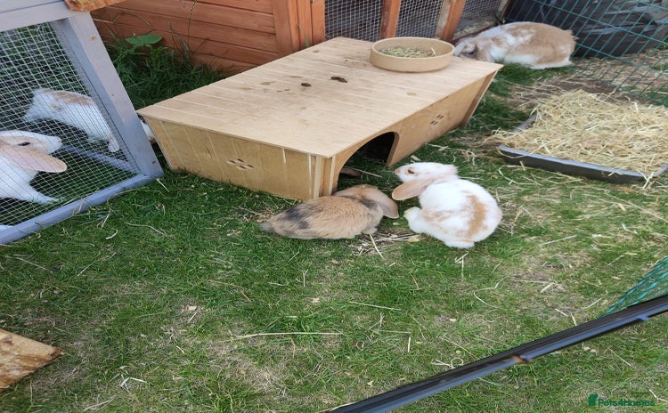 Mini Lop rabbits - Advert 1