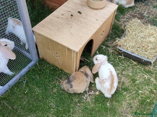Mini Lop rabbits - Advert 24