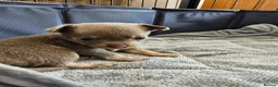 Chihuahua dogs for sale: Only 1 left ## Smoothcoat Chihuahua puppy for sale - Advert 26