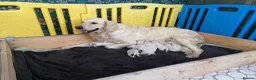 Golden Retriever dogs for sale: KC registered golden Retriever’s  in Hull - Advert 4