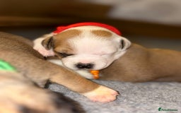 Staffordshire Bull Terrier dogs for sale: KC Staffordshire bull terriers 🧡🧡🏆🩸 REDS  - Image 16