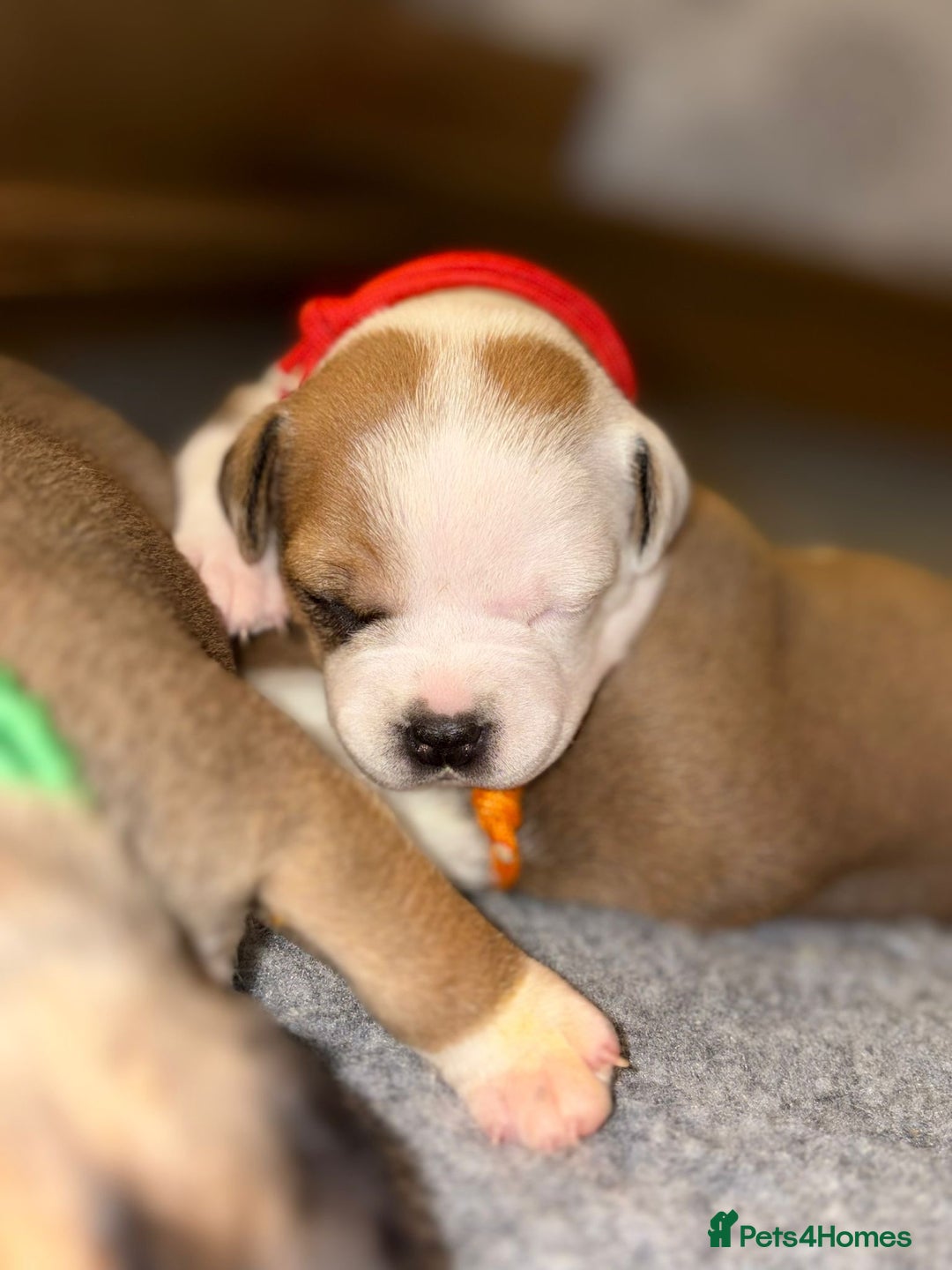 Staffordshire Bull Terrier dogs for sale: KC Staffordshire bull terriers 🧡🧡🏆🩸 REDS  - Image 16