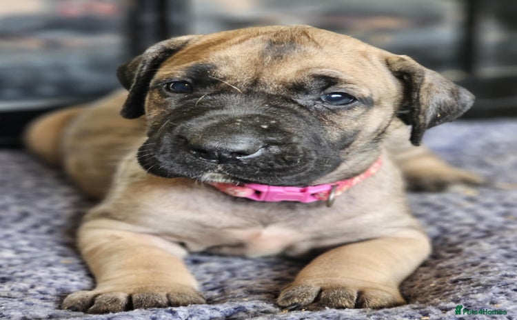 Presa Canario dogs - Advert 9