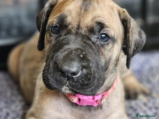 Presa Canario dogs Presa Canario pups - Advert 14