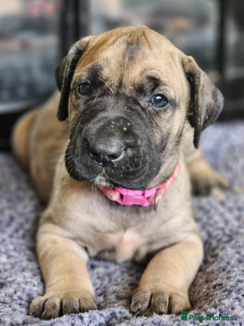 Presa Canario dogs - Advert 4