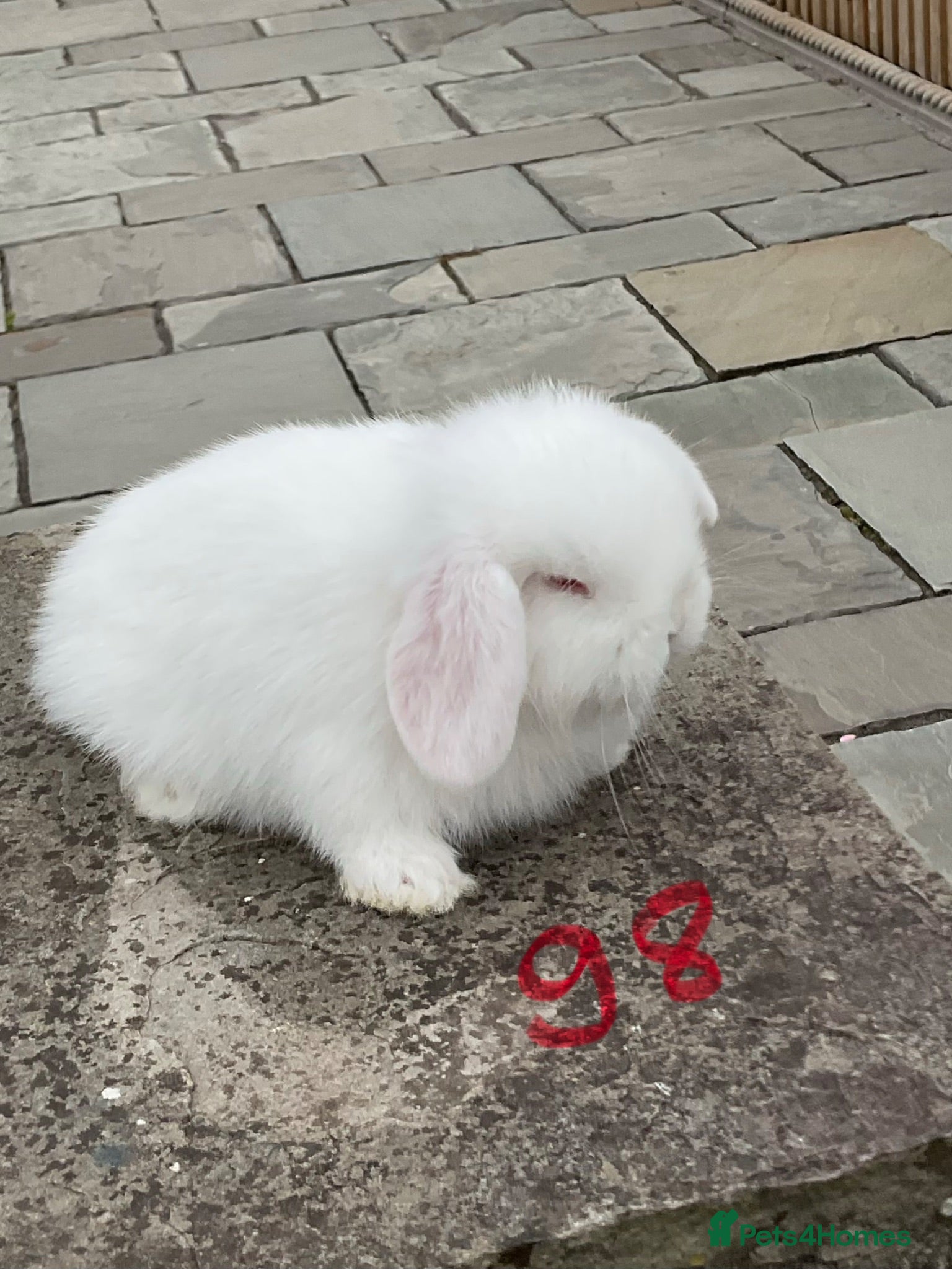 Mini Lop rabbits Pure bred mini lops . - Advert 1