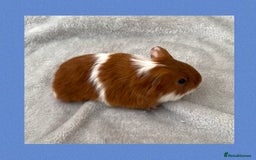 Guinea Pig rodents for sale: Baby guinea pigs  - Image 10