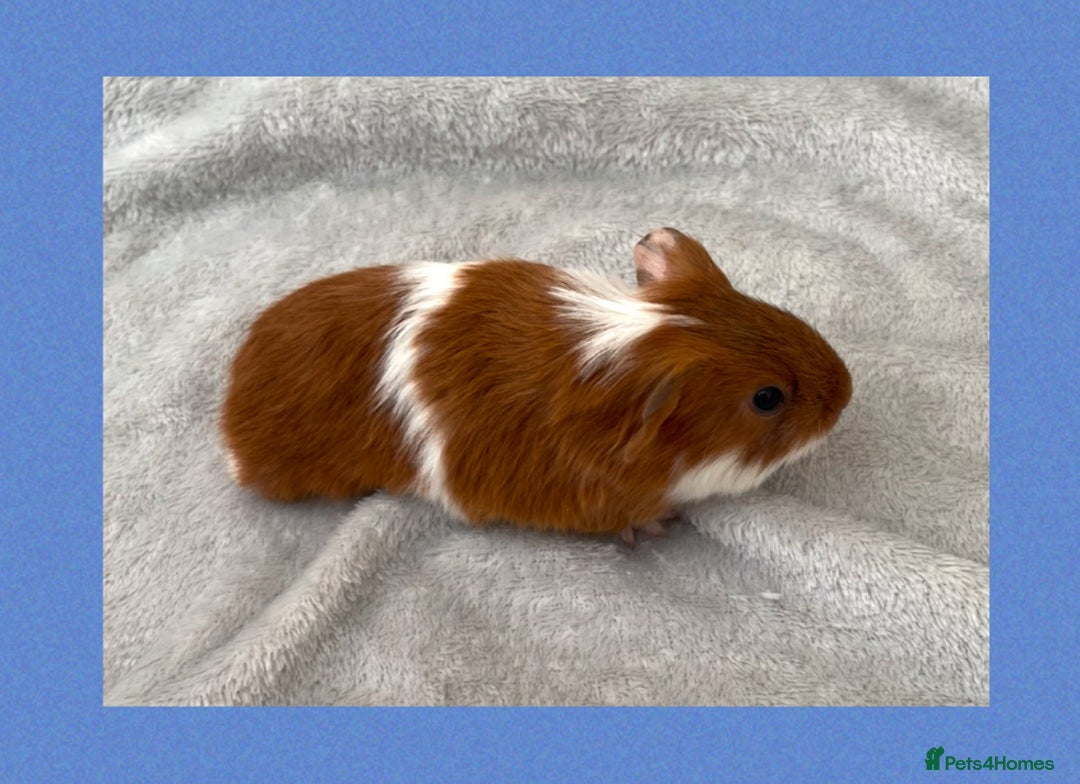 Guinea Pig rodents for sale: Baby guinea pigs  - Image 10