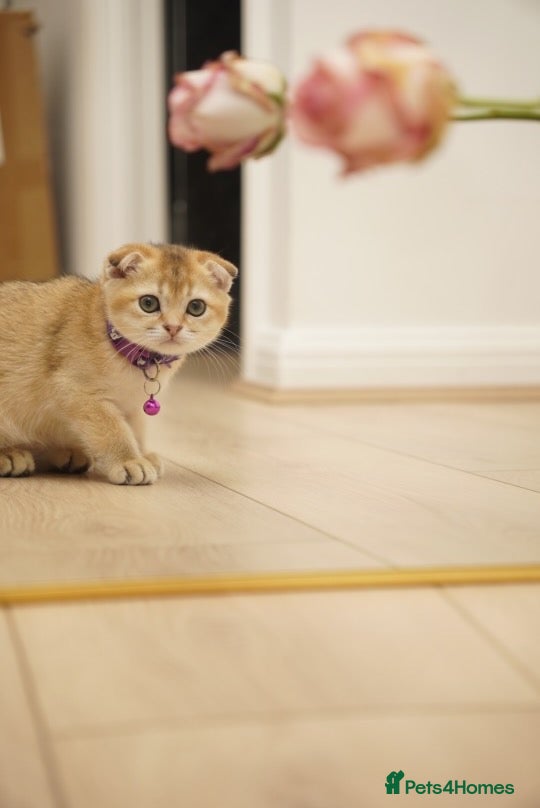 Scottish Fold cats Golden Scottish fold Kitten  - Advert 4