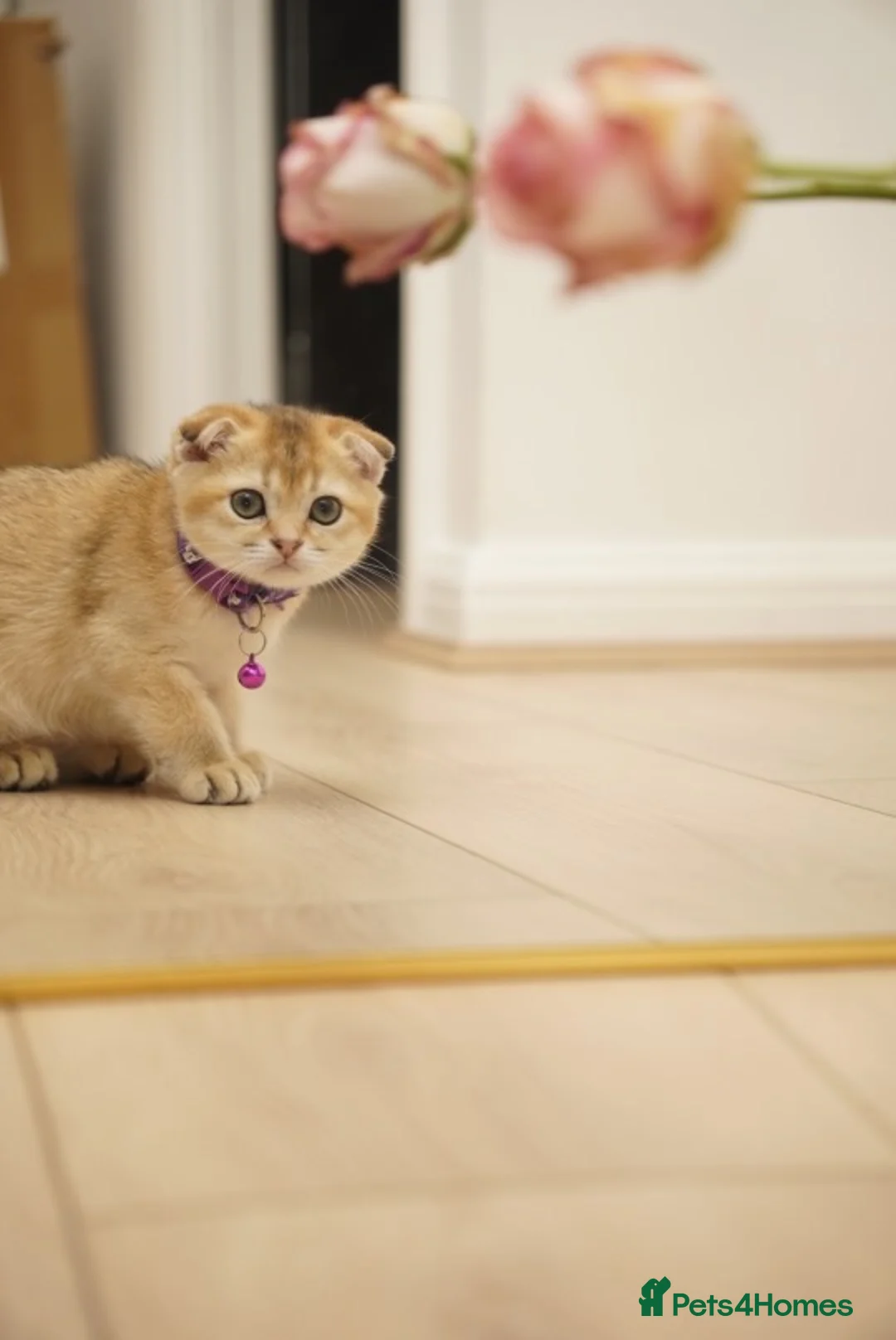 Scottish Fold cats for sale: Golden Scottish fold Kitten  - Advert 1