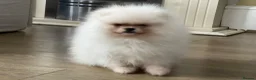 Pomeranian dogs for sale:     Luxury White Pomeranian Puppies  - Advert 9
