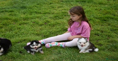 Pomsky dogs - Advert 15