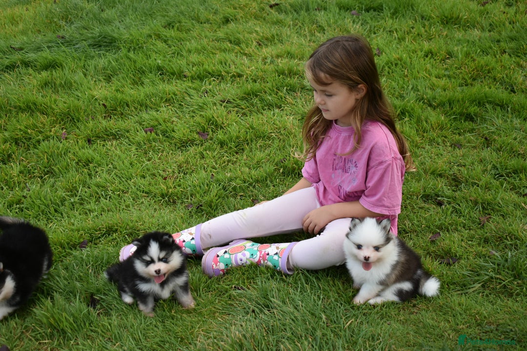Pomsky dogs for sale: Genuine Toy Size Pomskies - Image 2