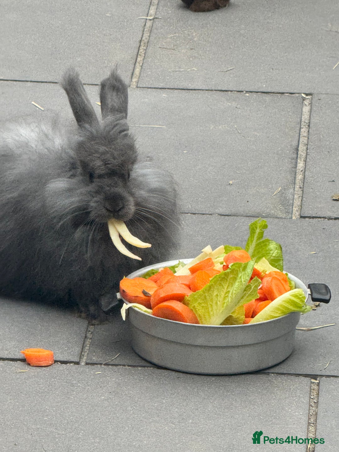 Angora rabbits for sale: Two male angora rabbits for sale £100 each  - Image 3