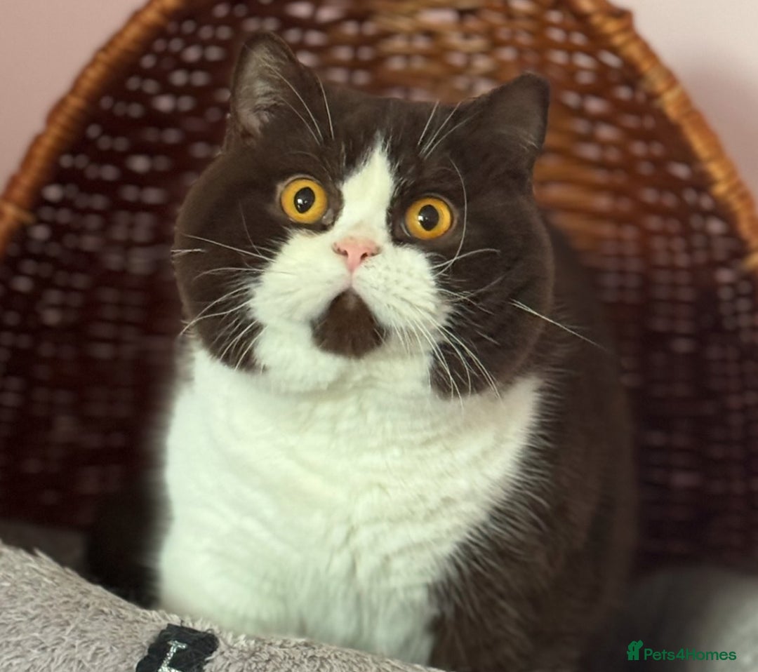 British Shorthair cats for sale: Tica reg blue tortie female kitten  - Image 9