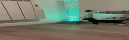 Domestic Shorthair cats for sale: 11 week old Kitten for new home - Advert 4
