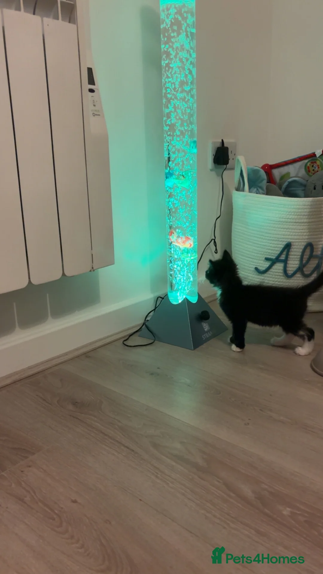 Domestic Shorthair cats for sale: 11 week old Kitten for new home - Advert 4