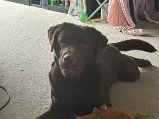 Labrador Retriever dogs Chocolate Labrador - Advert 1