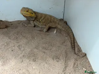 Bearded Dragon reptiles Female Bearded Dragan for sake - Advert 1