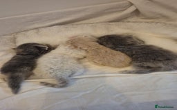 Scottish Fold cats for sale: Scottish Fold /straight  - Image 4