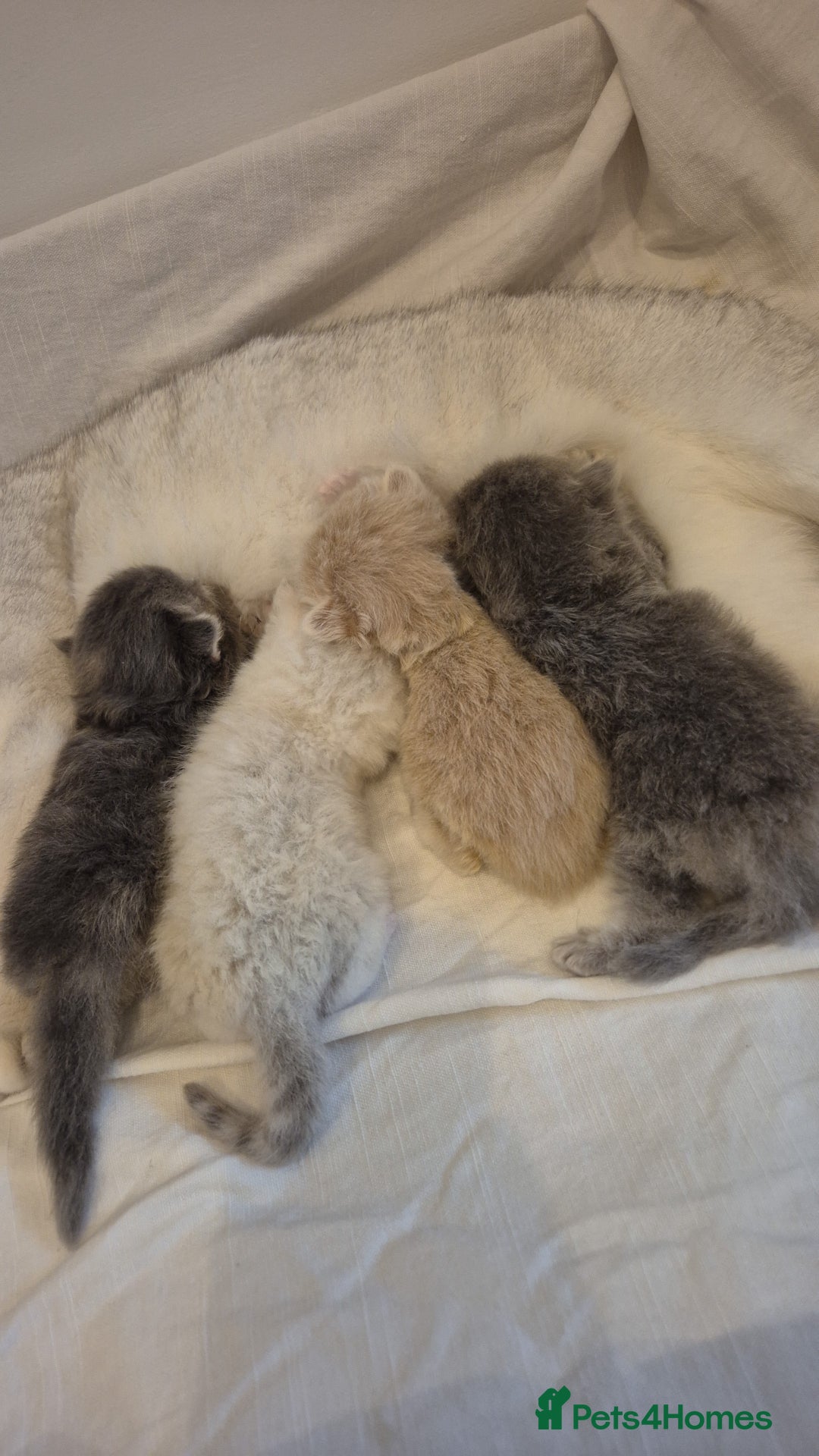 Scottish Fold cats for sale: Scottish Fold /straight  - Image 4
