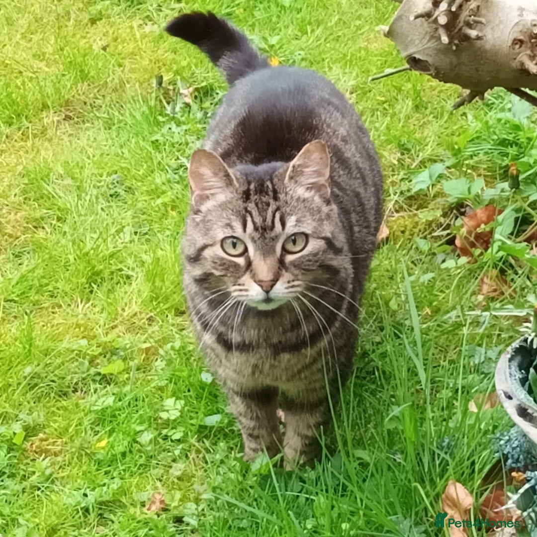 Domestic Shorthair cats for adoption: Whiskers, 12 year old female neutered  - Image 3