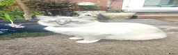 Ragdoll cats for sale: Gorgeous Snow Leocats: RagdollxSiberianxHimalayan! - Advert 8