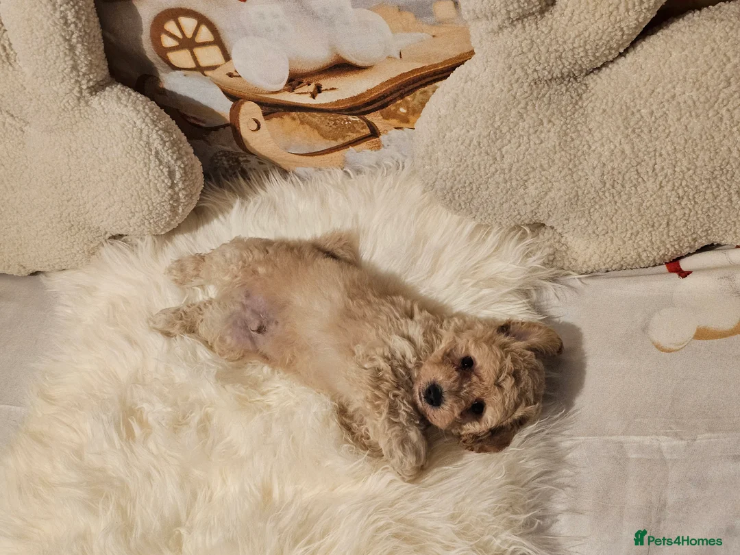 Maltipoo dogs for sale: 🐶 Beautiful Apricot Maltipoo Puppies for Sale 🐶 - Advert 28