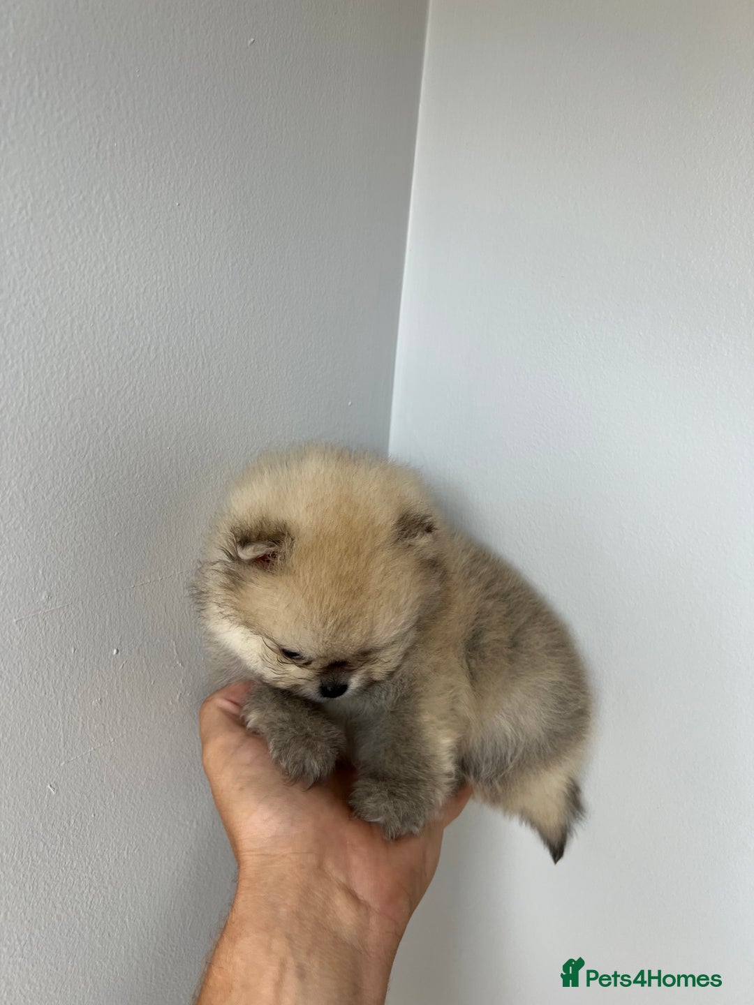 Pomeranian dogs for sale: Last Pomeranian Male - Image 8